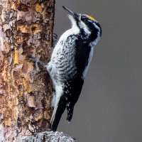 American Three-toed Woodpecker